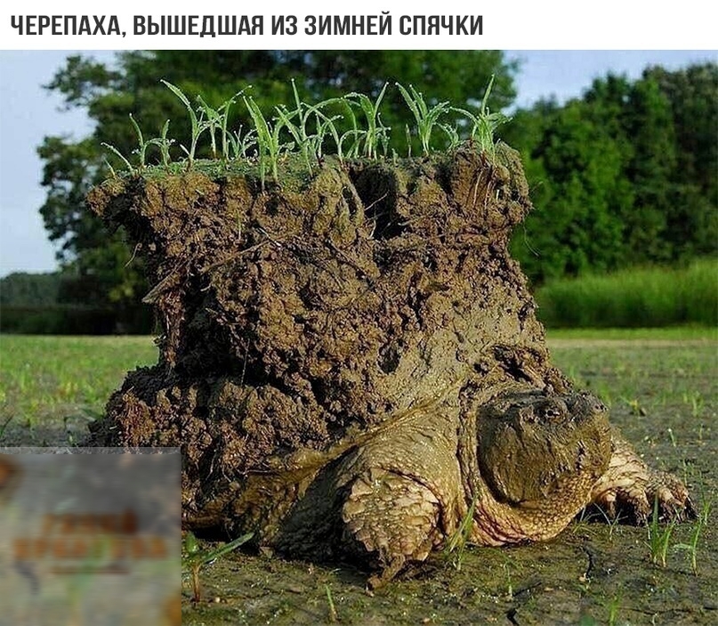 ЧЕРЕПАХА ВЫШЕДШАН ИЗ ЗИМНЕЙ СПНЧКИ