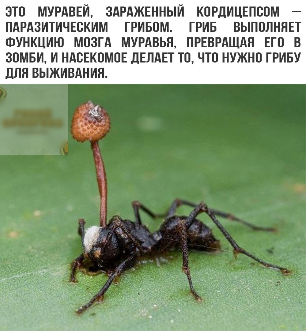 ЭТО МУРАВЕЙ ЗАРАЖЕННЫЙ КПРДИЦЕПСПМ ПАРАЗИТИЧЕСКИМ ГРИБПМ ГРИБ ВЫПОЛНЯЕТ ФУНКЦИЮ МОЗГА МУРАВЬЯ ПРЕВРАЩАЯ ЕГО В ЗОМБИ И НАБЕКПМПЕ ЦЕЛАЕТ ТО ЧТО НУЖНО ГРИБУ ДЛЯ ВЫЖИВАНИЯ
