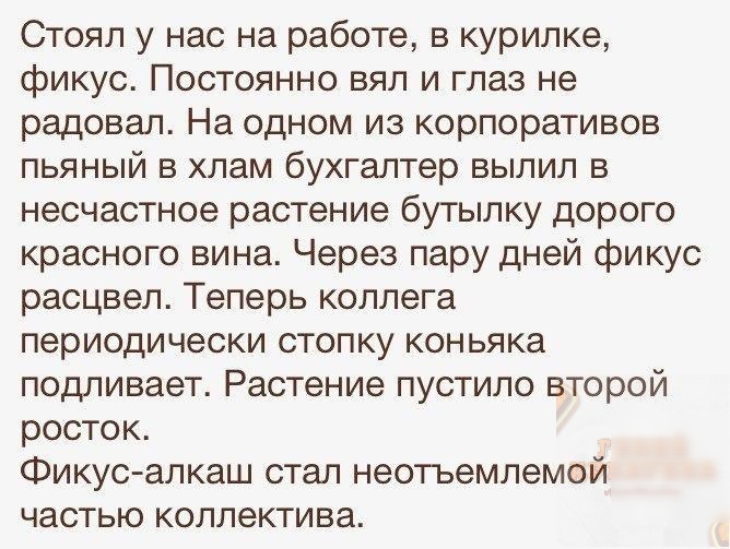 Стоял у нас на работе в курилке фикус Постоянно вял и глаз не радовал На одном из корпоративов пьяный в хлам бухгалтер вылил в несчастное растение бутылку дорого красного вина Через пару дней фикус расцвел Теперь коллега периодически стопку коньяка подливает Растение пустило второй росток Фикус алкаш стал неотъемлемой частью коллектива