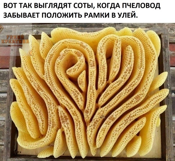 ВОТ ТАК ВЫГЛЯДЯТ СОТЫ КОГДА ПЧЕЛОВОД ЗАБЫВАЕТ ПОЛОЖИТЬ РАМКИ В УЛЕЙ