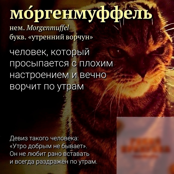 нем Могзептиб букв утренний во чун ЧЭЛОВЭК КОТОЁЫЙ Мбргеіеапйф 4 Девиз такого челёізека Утро добрым небывает Он не любит ран9 савать и всегда раз по утрам
