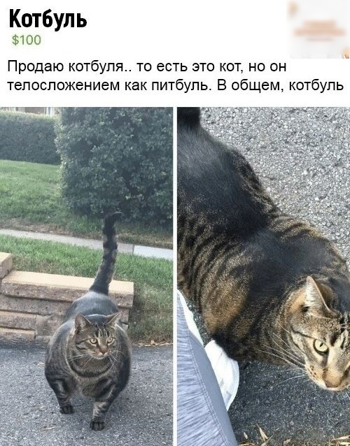 Котбуль 100 Продаю котбупя 0 есть это кот но он тепеспожением как питбуль В общем котбупь