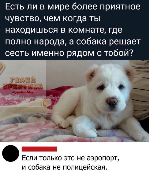 Есть ли в мире более приятное чувство чем когда ты находишься в комнате где полно народа а собака решает сесть именно рядом с тобой Если только это не аэропорт и собака не полицейская