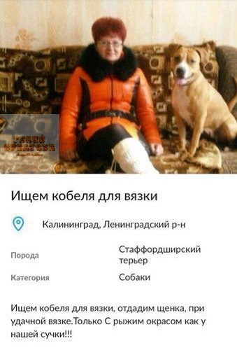 Ищем кобеля для вязки КалииииГрад Лениигшдсиий 9 м СтаФФсРдШивский Поради Кяпчщши Собаки Ищем кобеля для вяз ощедим щенка при удачной шие Только с рыжим икрзсом у