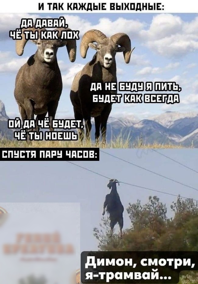 И ТПК КдЖдЫЕ ВЫХПДНЫЕ диЪюн смотри я трамвай