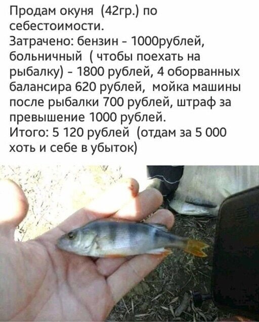 Продам окуня 42гр по себестоимости Затрачено бензин 1000рубпей больничный чтобы поехать на рыбалку 1800 рублей 4 оборванных балансира 620 рублей мойка машины после рыбалки 700 рублей штраф за превышение 1000 рублей Итого 5 120 рублей отдам за 5 000 хоть и себе в убыток