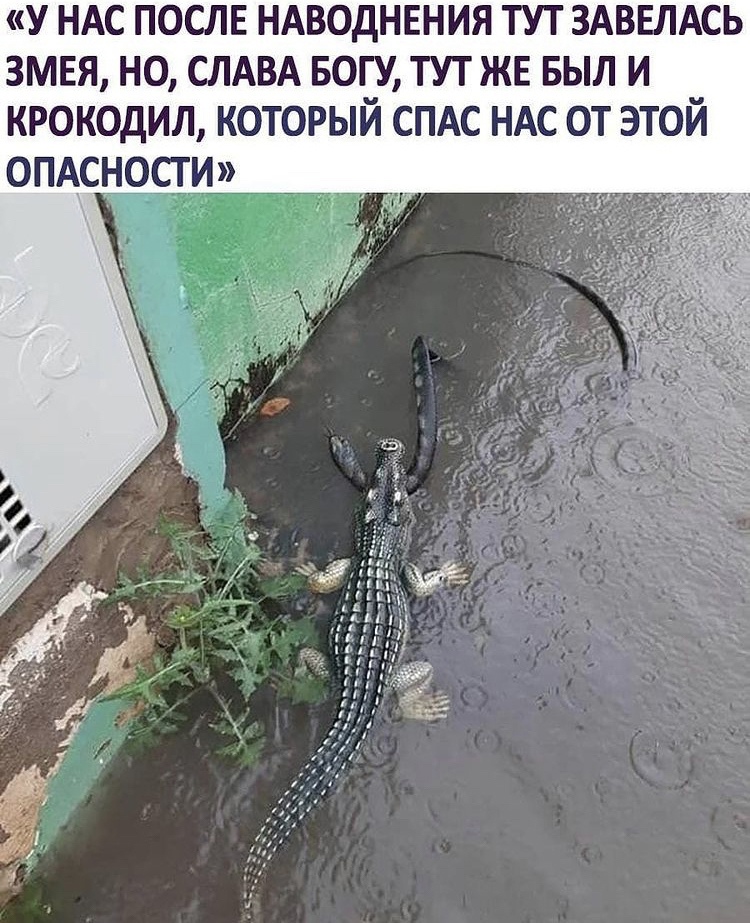 у НАС послв НАВОДНЕНИЯ тут ЗАВЕЛАСЬ змея но СЛАВА Богу тут же выл и крокодил который спдс ндс от этой опдсости