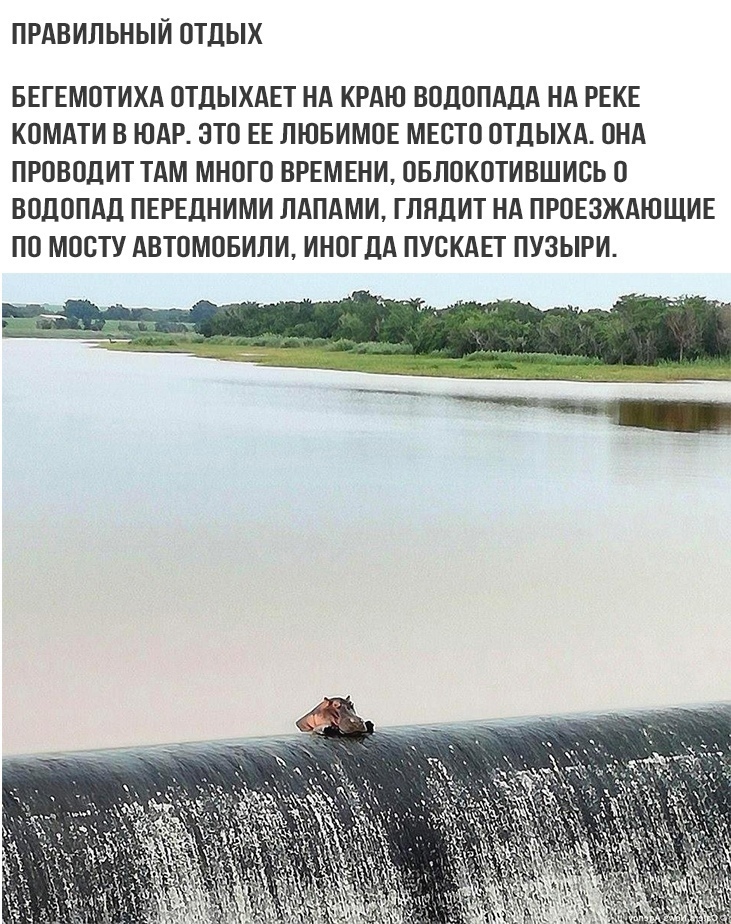 ПРАВИЛЬНЫЙ ОТДЫХ БЕГЕМОТИХА ОТДЫХАЕТ НА КРАЮ ВОДОПАДА НА РЕКЕ КОМАТИ В ЮАР ЭТО ЕЕ ЛЮБИМОЕ МЕОТО ОТДЫХА ОНА ПРОВОДИТ ТАМ МНОГО ВРЕМЕНИ ОБЛОКОТИВШИОЬ О ВОДОПАД ПЕРЕДНИМИ ЛАПАМИ ГЛЯДИТ НА ПРОЕЗЖАЮЩИЕ ПО МООТУ АВТОМОБИЛИ ИНОГДА ПУОКАЕТ ПУЗЫРИ