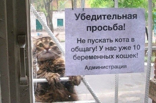 д Убедительная др 1 просьба _ Не пускать кота в общагу У нас уже 10 беременных кошек Администрация