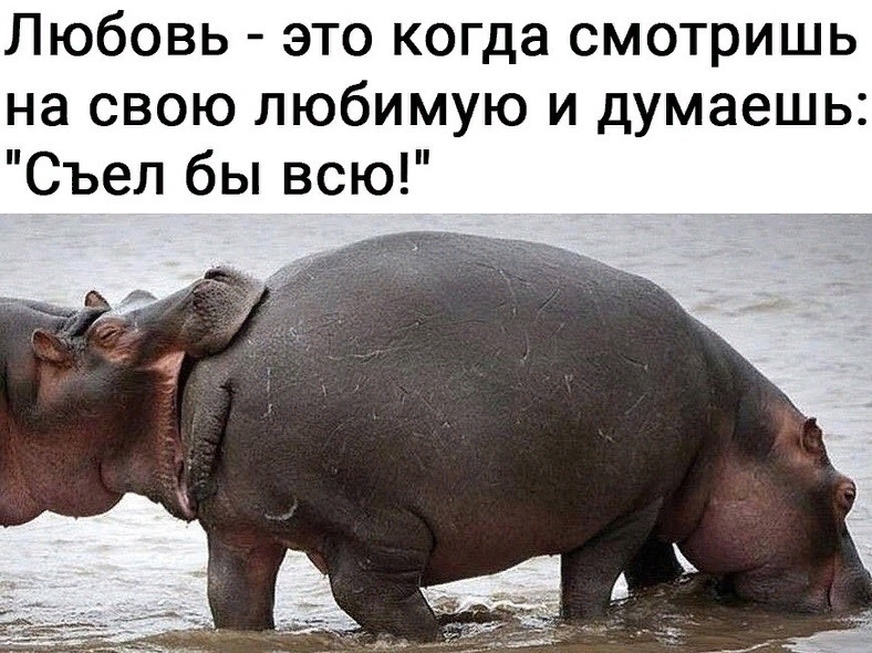 Любовь это когда смотришь на свою любимую и думаешь Съел бы всю