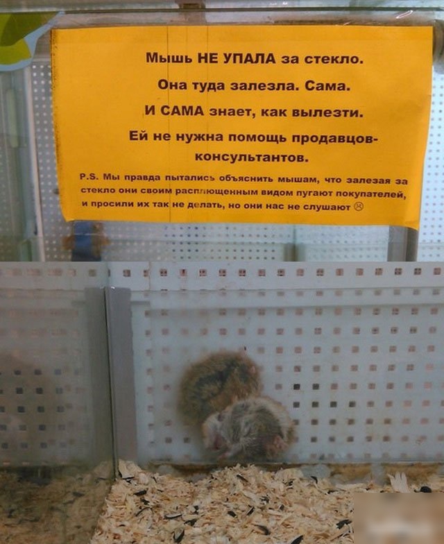 Мышь НЕ УПАЛА за стекло Ома туда залезла Сама и САМА знает как вылезти Ей не нужна помощь прода ца КОНСУЛЬТЗИГПВ им пвп рд тп с обяеииь пыщ М что пп пм в оии платным ци м путы нахуя ті линиия их к и деды в вин и и слушно