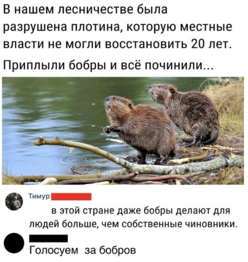 В нашем лесничестве была разрушена плотина которую местные власти не могли восстановить 20 лет Приплыли бобры и всё починили тимур в этой стране даже бобры делают для людей большечем собственные чиновники _ Голосуем за бобров