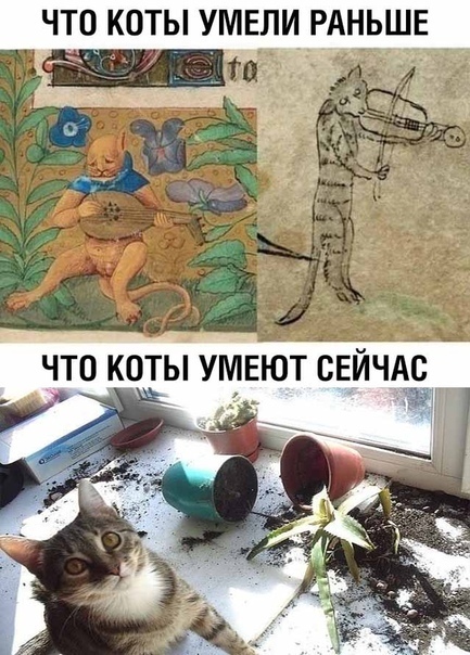 ЧТО КОТЫ УМЕЛИ РАНЬШЕ