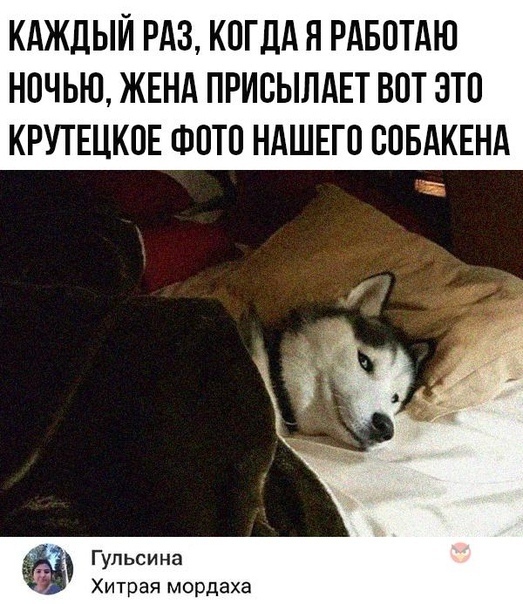 КАЖДЫЙ РАЗ КОГДА Я РАБОТАЮ НОЧЬЮ ЖЕНА ПРИОЫЛАЕТ ВОТ ЭТО КРУТЕЦКОЕ ФОТО НАШЕГО ООБАКЕНА Гульсина Хитрая мордаха