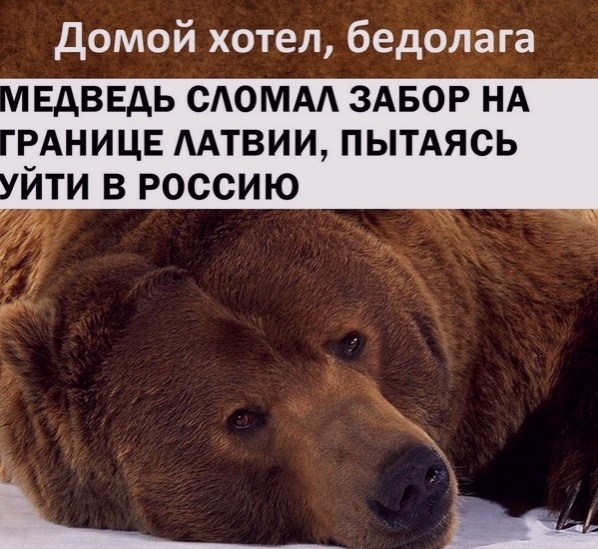 Домой хотел бедоЛага ЕдВЕдЬ САОММ ЗАБОР НА ВАНИЦЕ ААТВИИ ПЫТАЯСЬ ИТИ В РОССИЮ