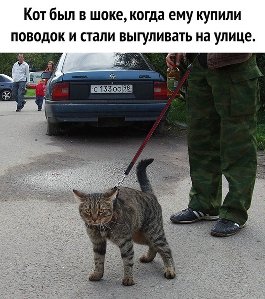Кот был в шоке когда ему купили поводок и стали выгуливать на улице