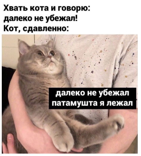 Хвать кота и говорю далеко не убежал Кот сдавленно