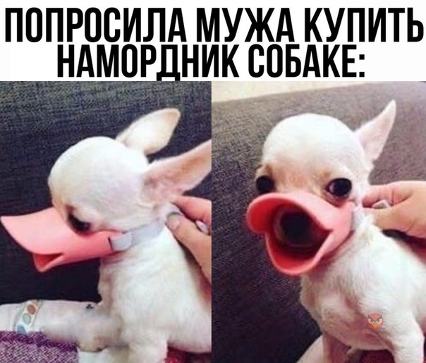 ПОПРОСИЛА МУЖА КУПИТЬ НАМОР НИК СОБАКЕ _