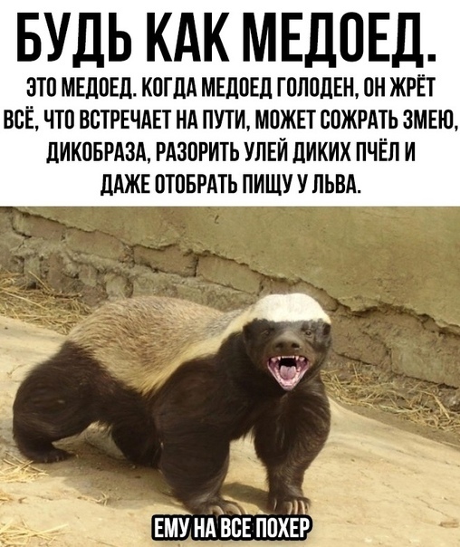 БУДЬ КАК МЕДОЕД ЭТП МЕЛПЕЛ КОГДА МЕЛПЕЛ ГПЛПЛЕН ПН ЖРЁТ ВСЁ ЧТП ВСТРЕЧАЕТ НА ПУТИ МПЖЕТ ВПЖРАТЬ ЗМЕКЪ ЛИКПБРАЗА РАЗПРИТЬ УПЕЙ ЛИКИХ ПЧЁП И ддЖЕ ОТОБРАТЪ ПИЩУ У ЛЬВА