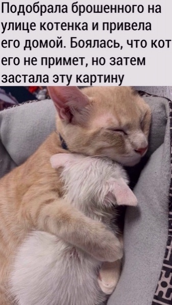 Подобрала брошенного на улице котенка и привела его домой Боялась что кот его не примет но затем застала эту ртину Ві