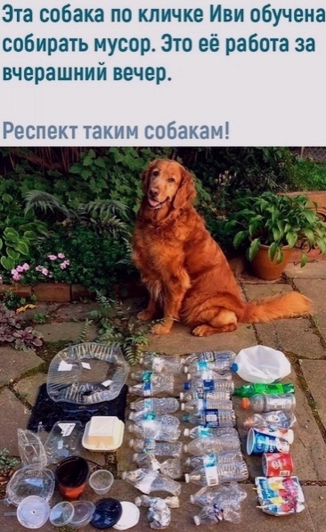 Эта собака по кличке Иви обучена собирать мусор Зто её работа за вчерашний вечер Респект таким собакам