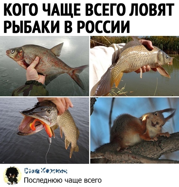 КОГО ЧАЩЕ ВСЕГО ЛОВЯТ РЫБАКИ В РОССИ аиі Колит _ Последнюю чаще всего
