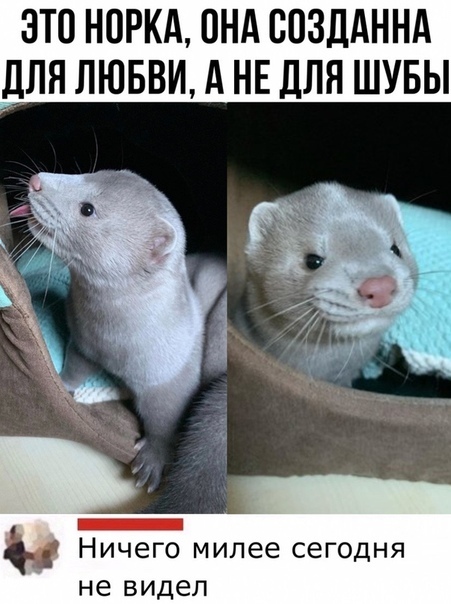 ЭТО НОРКА ПНА ВПЗДАННА ЛЯ ЛЮБВИ А НЕ ДЛЯ ШУБЫ _ Ничего милее сегодня не видел