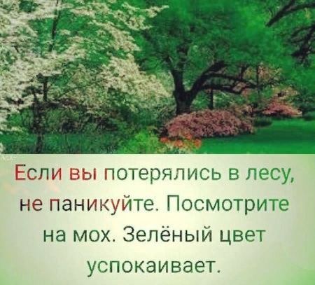 Если вы пот рялись в лесу не паникуйте Посмотрите на мох Зелёный цвет УСПОКЭИВЗЕТ