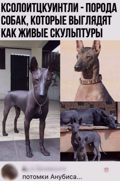 КШЛПИТЦКУИНТЛИ ППРПДА СОБАК КОТОРЫЕ ВЫГЛНДЯТ КАК ЖИВЫЕ СКУЛЬПТУРЫ потомки Анубиса