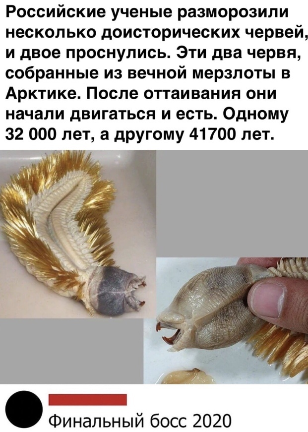 Российские ученые разморозили несколько доисторических червей и двое проснулись Эти два червя собранные из вечной мерзлоты в Арктике После оттаивания они начали двигаться и есть Одному 32 000 лет а другому 41700 лет Финальный босс 2020