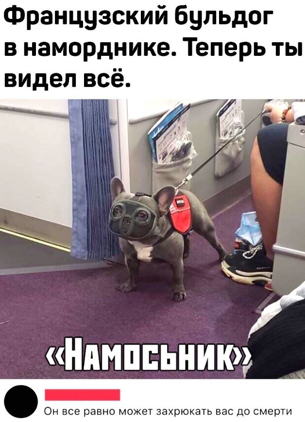 Французский бульдог в наморднике Теперь ты видел всё _ Ндмппьник ОН все равно МОЖЕТ захрюкать ВЭС до СМЕРТИ