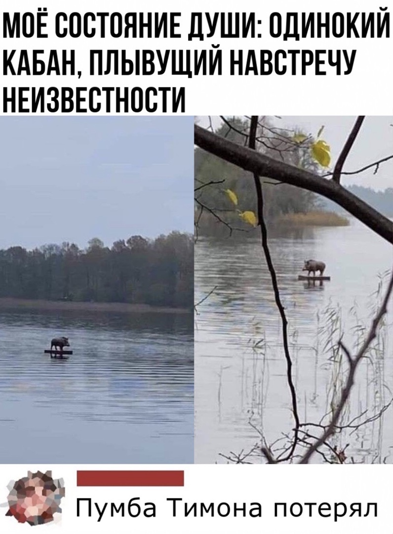 МОЁ ОООТОЯНИЕ ДИШИ ОДИНОКИЙ КАБАН ПЛЫВУЩИИ НАВОТРЕЧУ НЕИЗВЕСТНООТИ Ъ Пумба Тимона потерял