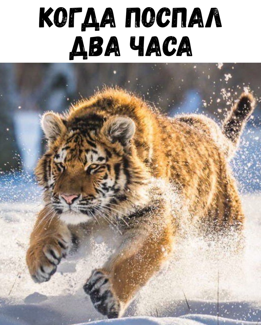 когдА поспм двд чАсА