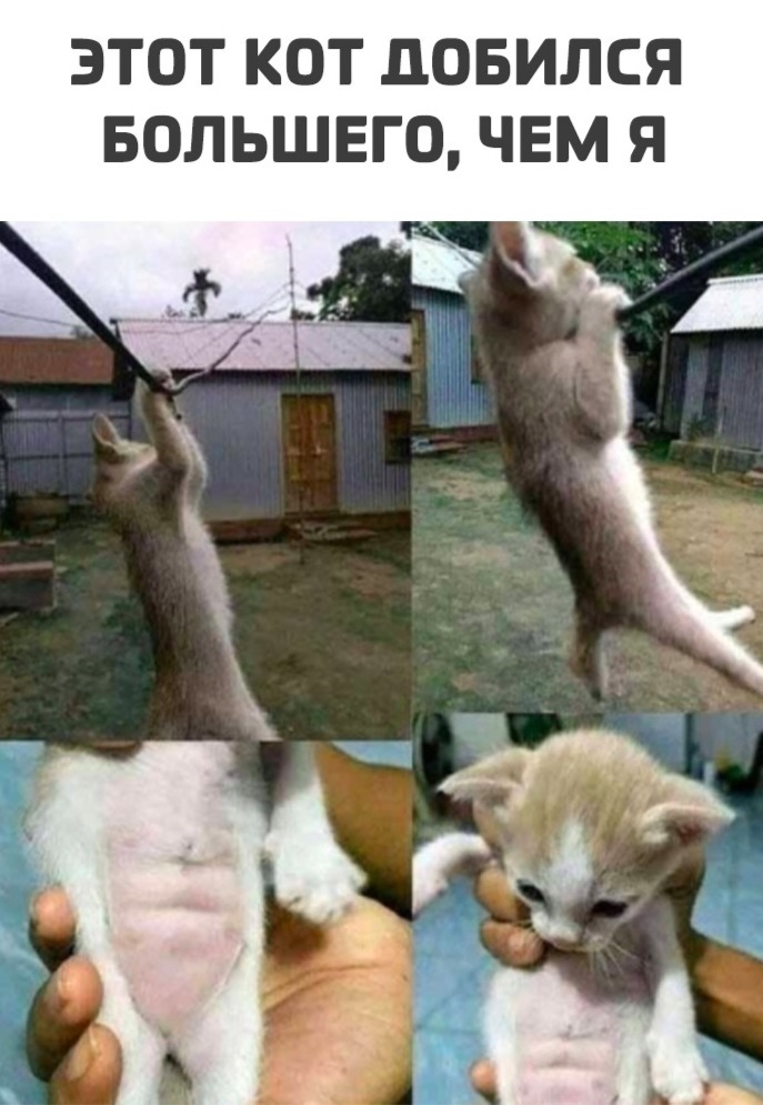 ЭТОТ КОТ ДОБИЛСЯ БОЛЬШЕГО ЧЕМ Я