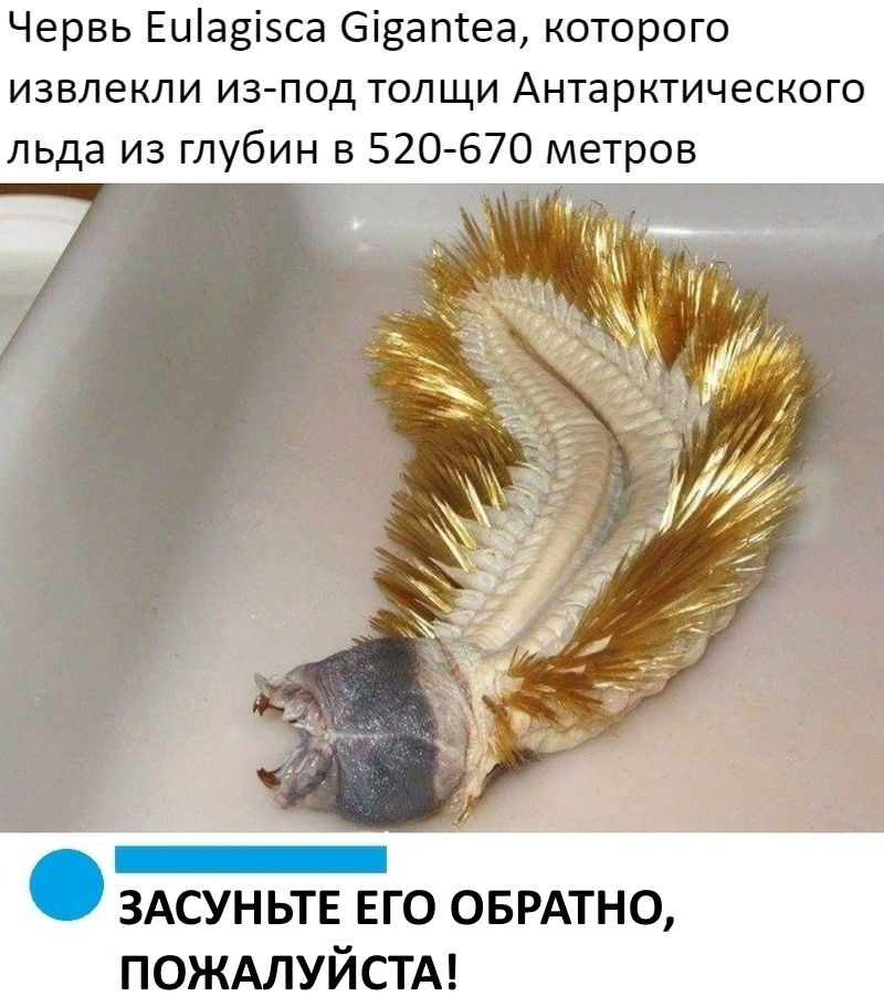 Червь Еиіавізса бівапсеа которого извлекли из под толщи Антарктического льда из глубин в 520 670 метров здсуньтн его ОБРАТНО ПОЖАЛУЙСТА