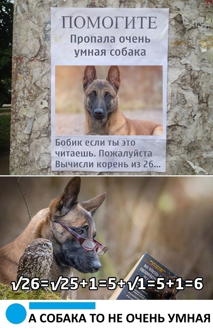 Ч 3 МОГ ИТЕ Пропала очень умная собака Вычисли корень из 26 ки _ ___д 4 13А6Ъ12ЁЁ15 А СОБАКА ТО НЕ ОЧЕНЬ УМНАЯ