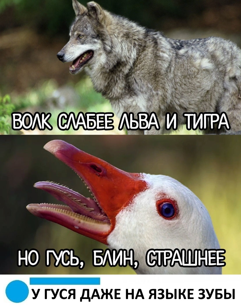 У ГУСЯ ДАЖЕ НА ЯЗЫКЕ ЗУБЫ
