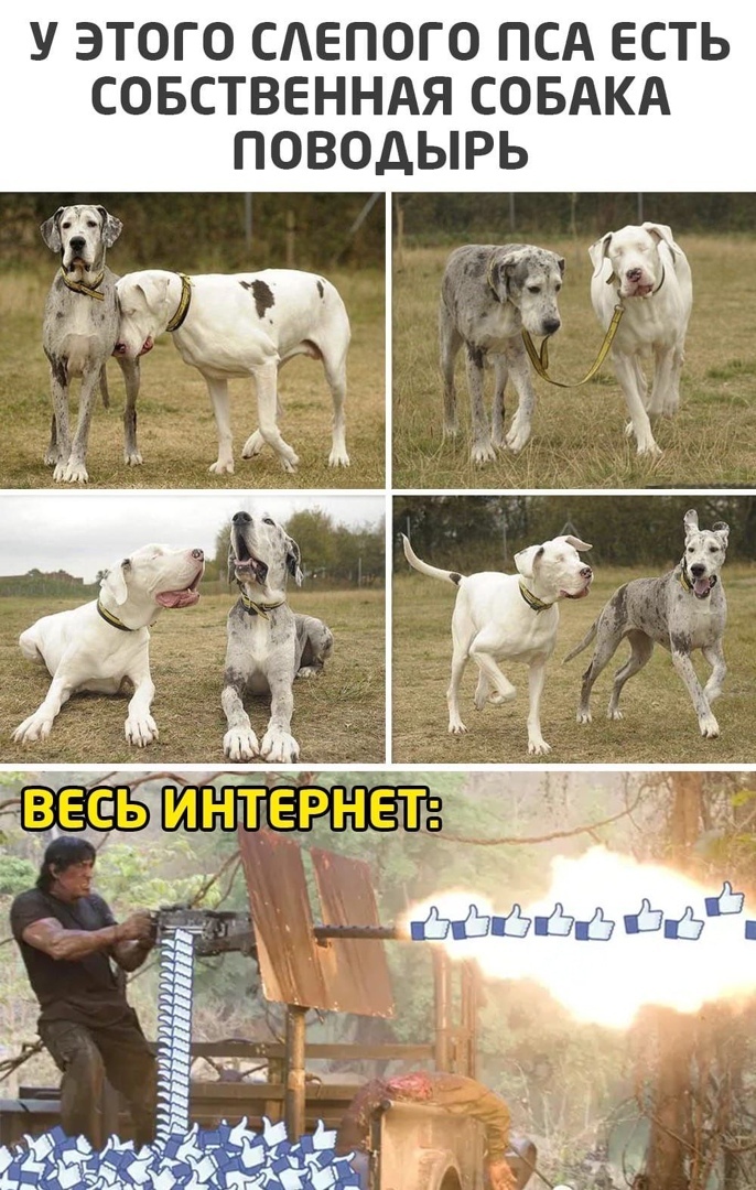 У ЭТОГО САЕПОГО ПСА ЕСТЬ СОБСТВЕННАЯ СОБАКА ПОВОДЫРЬ