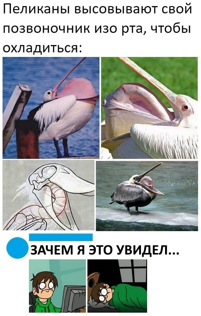 ПЕЛИКЗНЫ ВЫСОВЫВЭЮТ СВОЙ ПОЗВОНОЧНИК ИЗО РТВ ЧТОбЫ ОХЛЭДИТЬСЯ __ ЗАЧЕМ Я ЭТО УВИДЕЛ