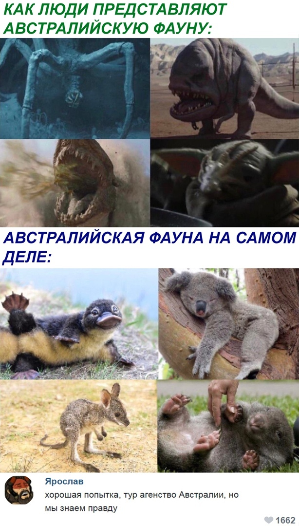 КАК люди ПРЕДСТАВЛЯЮТ АВСТРАЛИЙСКУЮ ФАУНУ АВСТРАЛИЙСКАЯ ФАУНА НА САМОМ ДЕЛЕ хорошая попытка тур агенство Австралии но мы знаем правду