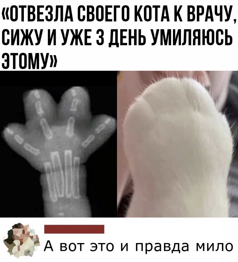 ПТВЕЗЛА СВОЕГО КОТА К ВРАЧУ ВИЖУ И УЖЕ 3 ДЕНЬ УМИЛЯЮВЬ А вот это и правда мило