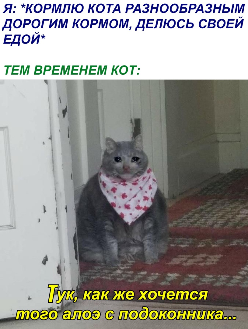Я кормлю КОТА РАЗНООБРАЗНЫМ д0Р9гим кормом ДЕЛЮСЬ СВОЕИ ЕДОИ ТЕМ ВРЕМЕНЕМ КОТ