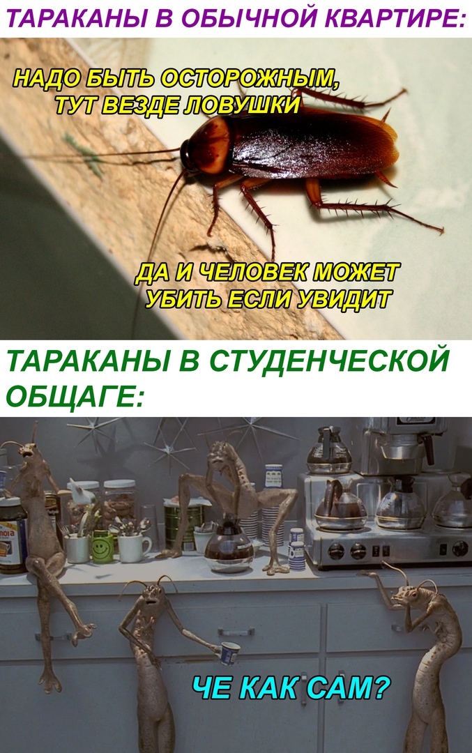 КДНЫЁ ЫЧМ ЭЙ ЁАЁМИРЁ ТАРАКАНЫ в СТУДЕНЧЕСКОЙ ОБЩАГЕ пн 1 ЧЕ КАК СДМ