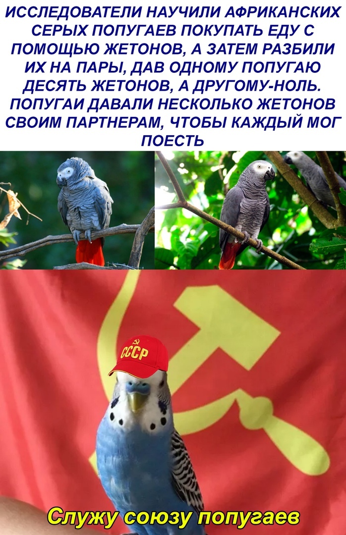 ИССЛЕДОВАТЕЛИ НАУ ЧИЛИ АФРИКАНСКИХ СЕРЬ1ХПОПУГАЕВ ПОКУПАТЬ ЕДУС ПОМОЩЬЮ ЖЕ ТОНОВ А ЗАТЕМ РАЗБИЛИ ИХ НА ПАРЫ ДАВ ОДНОМУ ПОПУГАЮ ДЕСЯТЬ ЖЕТОНОВ А ДРУГОМУ НОЛЬ ПОПУГАИДАВАЛИ НЕСКОЛЬКО ЖЕТОНОВ СВОИМ ПАРТНЕРАМ ЧТОБЫ КАЖДЫЙ МОГ ПОЕСТЬ