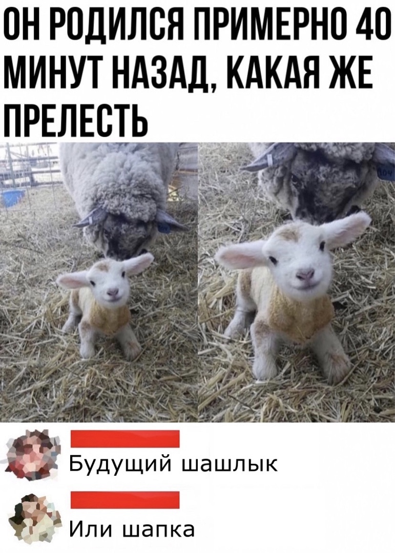 ОН РПДИЛВЯ ПРИМЕРНО 40 МИНУТ НАЗАД КАКАЯ ЖЕ ПРЕЛЕСТЬ Будущий шашлык вы Или шапка