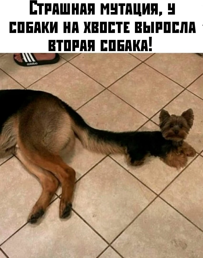 Етппшнпя мнтпция ппнпки нд кипит выппплп втппдя ппндкп __ _