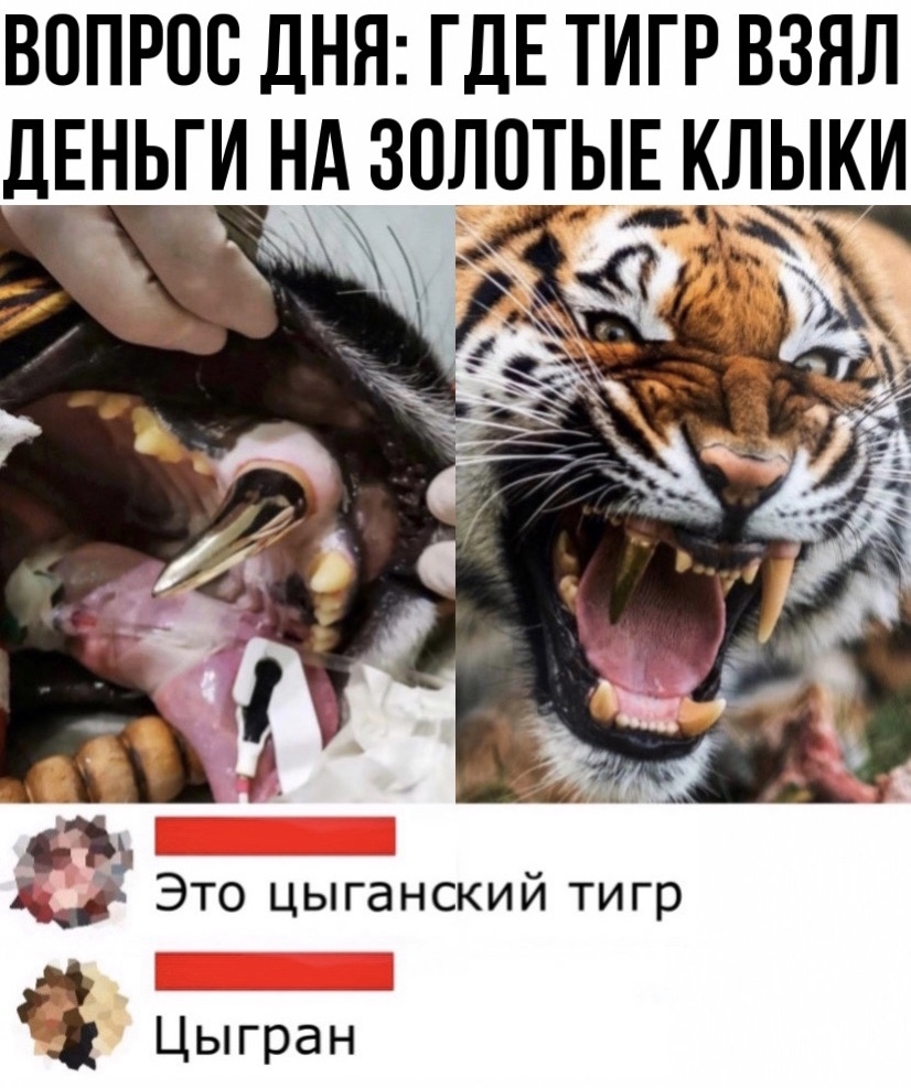 ВОПРОС ДНЯ ГДЕ ТИГР ВЗЯЛ ДЕНЬГИ НА ЗОЛОТЫЕ КЛЬКИ 61 Это цыганский тигр Цыгран