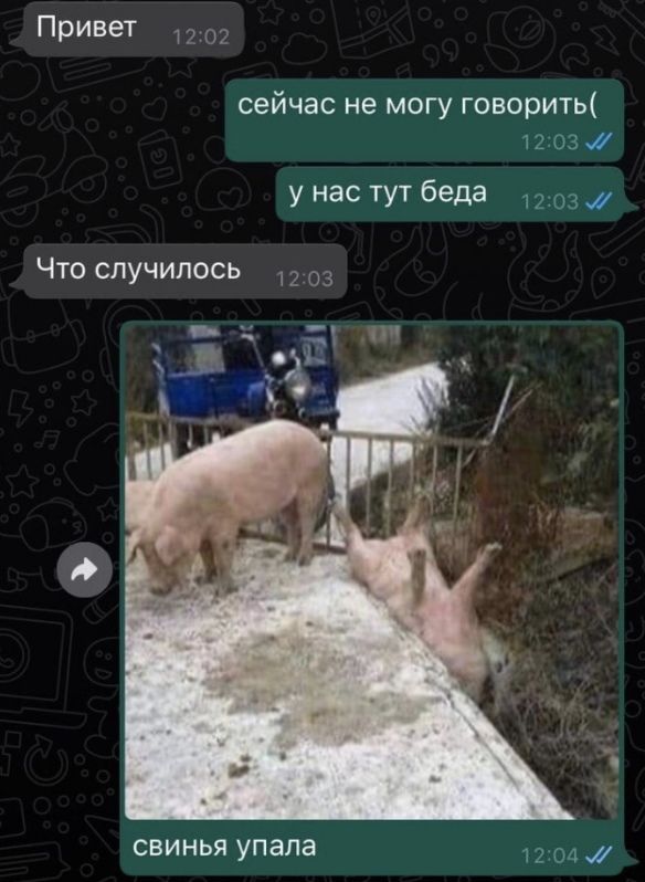 Привет 17 02 сейчас не могу говорить 1203 у нас тут беда 1203 Что случилось 03 свинья упала 1204