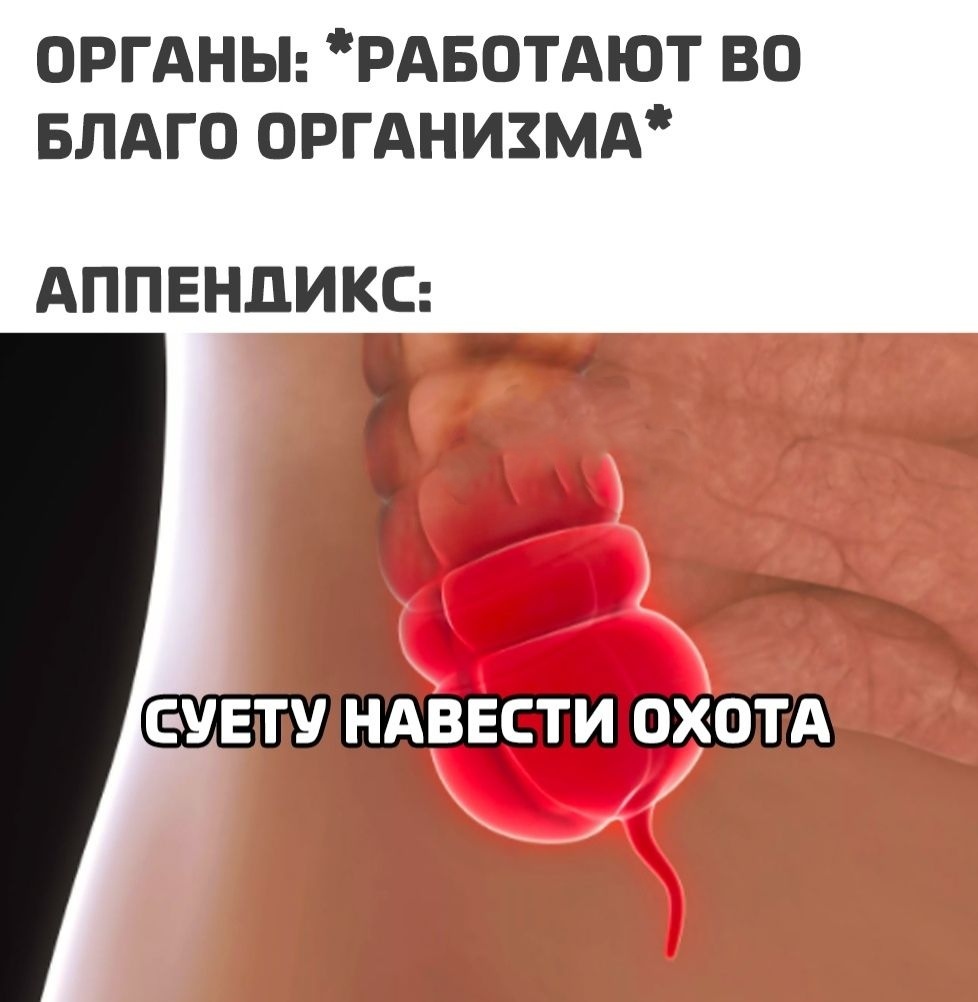 ОРГАНЫ РАБОТАЮТ ВО БЛАГО ОРГАНИЗМА АППЕНДИКС у НАВЕСТИ охотд