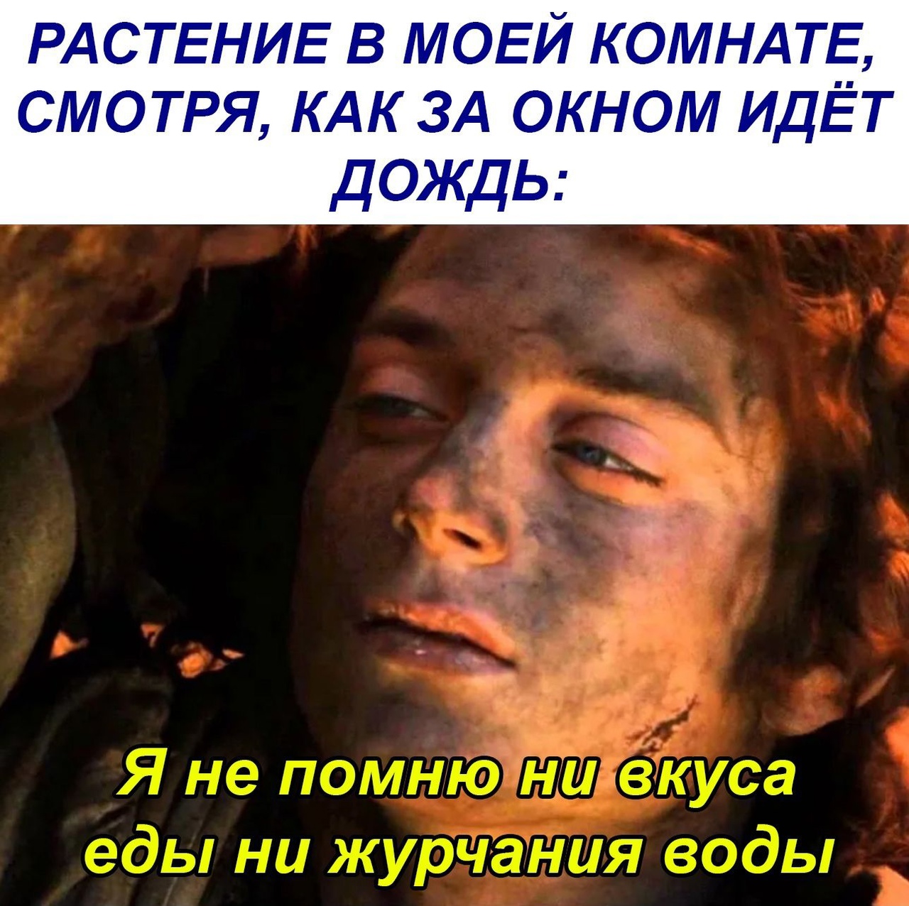 РДСТЕНИЕ в ЛЮЕЙ КОМНАТЕ СМЭТРЯ КАК ЗА ОКЮМ идЁт даждь